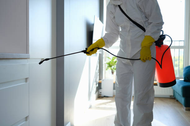 Best Affordable Mold Removal  in Locust, NC