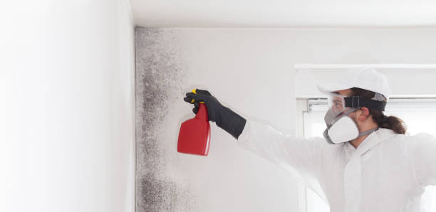 Attic Mold Removal in Locust, NC