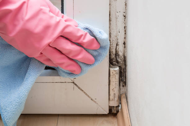 Best Office Mold Removal Services  in Locust, NC